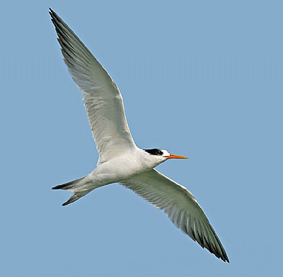 Common Tern