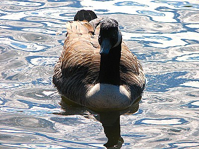 Watercolor Goose