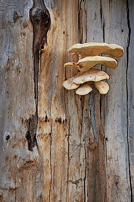 Mushroom on a Tree 1