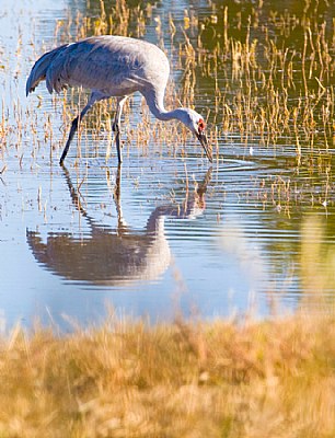 Greater Sandhill Crane