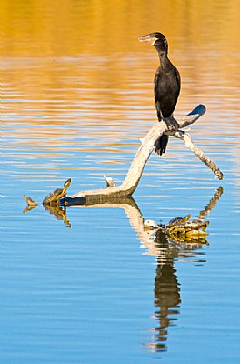 Double-crested Cormorant