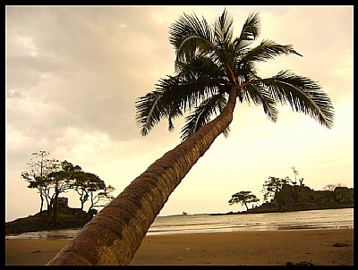 Coconut Beaches