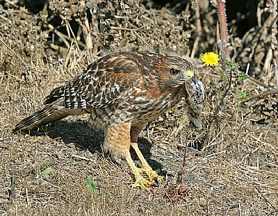 Vole's Predation