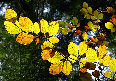 feuillage d'automne