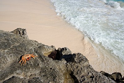 Crab