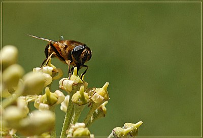 bee #5