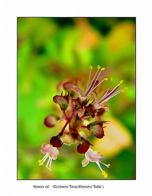 Flower - O. tenuiflorum(Tulsi)