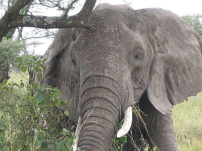 beautiful elephant
