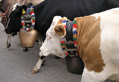 Cows III