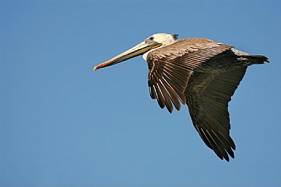 Brown Pelican in Flight