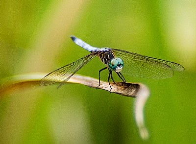 Mickey's Dragonfly