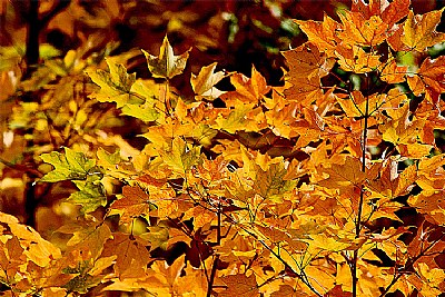 maple display