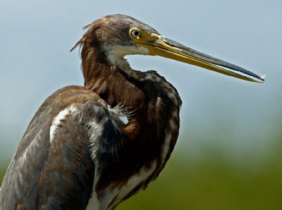 Preening Break
