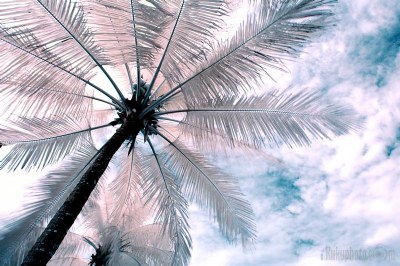 Palm and Sky