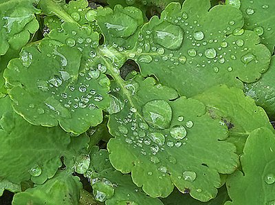 This is not a clover