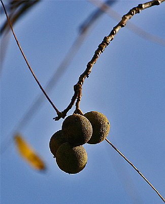 last of the black walnuts