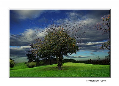L'albero