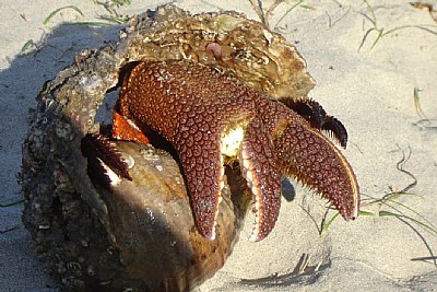 Pagurus