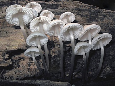 Porcelain fungus