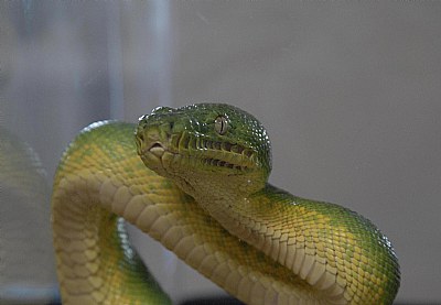 Emerald Tree Boa