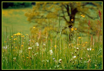 A natural garden