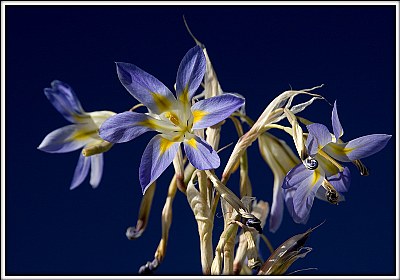 Moraea polyanthos