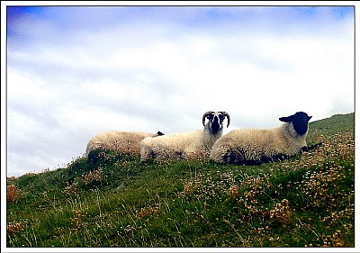 Sheep on the sky