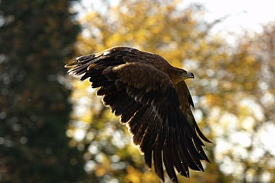 Eagle flight