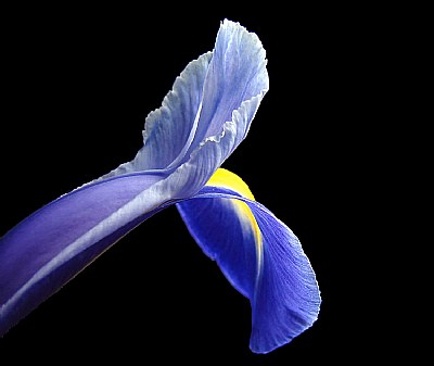 Iris Luminous