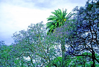 Trees & Flowers