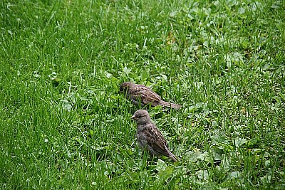 two little sparrows