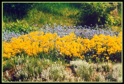 Floral color bands