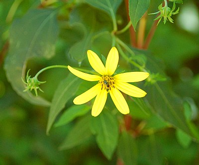 Simple Flower