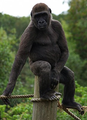 gorilla
