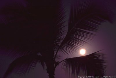 Moonset Palm