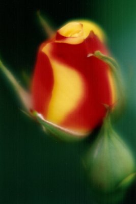 bright rosebud