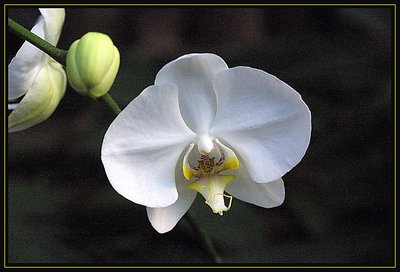 Orchid with Bud