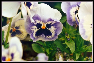 Symmetry in white and blue