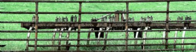 Pasture Fence