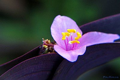 unknown flower