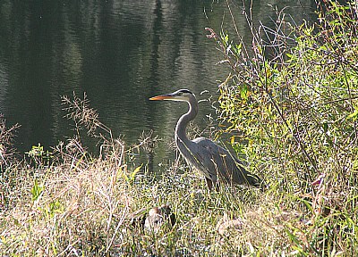 Heron