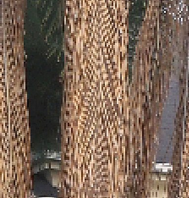 Pixelated Palm Fronds