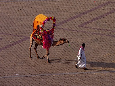 Camel's Fashion Day