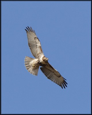 Red-tailed Hawk