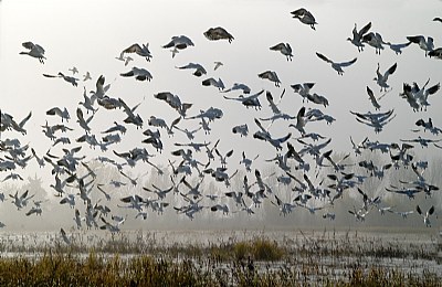 Snow Geese Merced Mist