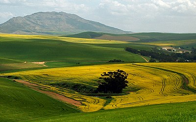 Overberg wheatlands