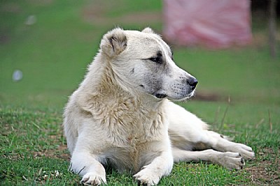 THE BODYGUARD OF THE SHEEPS