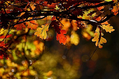 oak leaf splendor