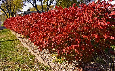 The Burning Bush