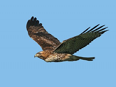 Juv Red-tailed Hawk